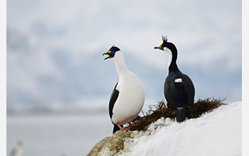 Two blue-eyed shags near the Antarctic Peninsula